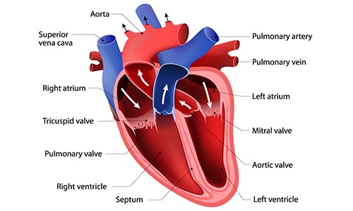 download free structure of heart