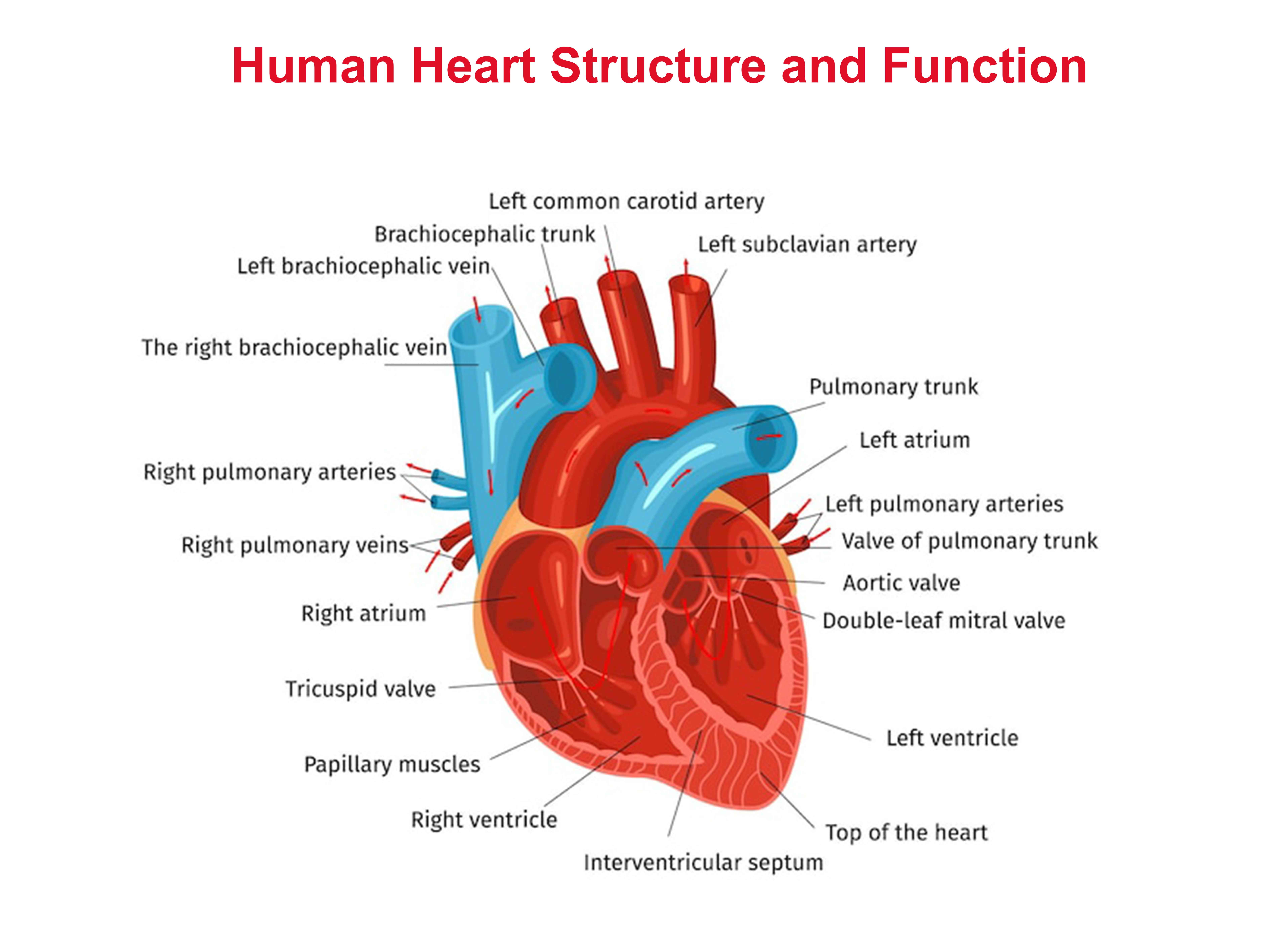 human heart structure