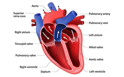 heart-structure.jpg