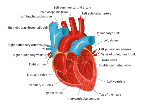 human heart structure and function