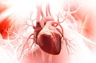 healthy human heart