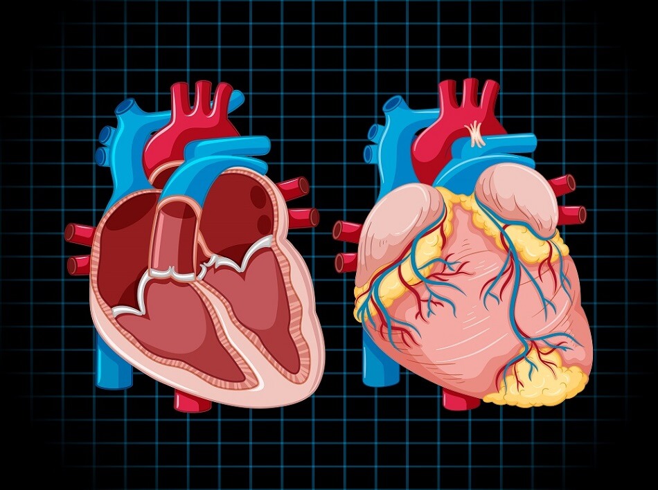 Common Heart Problems