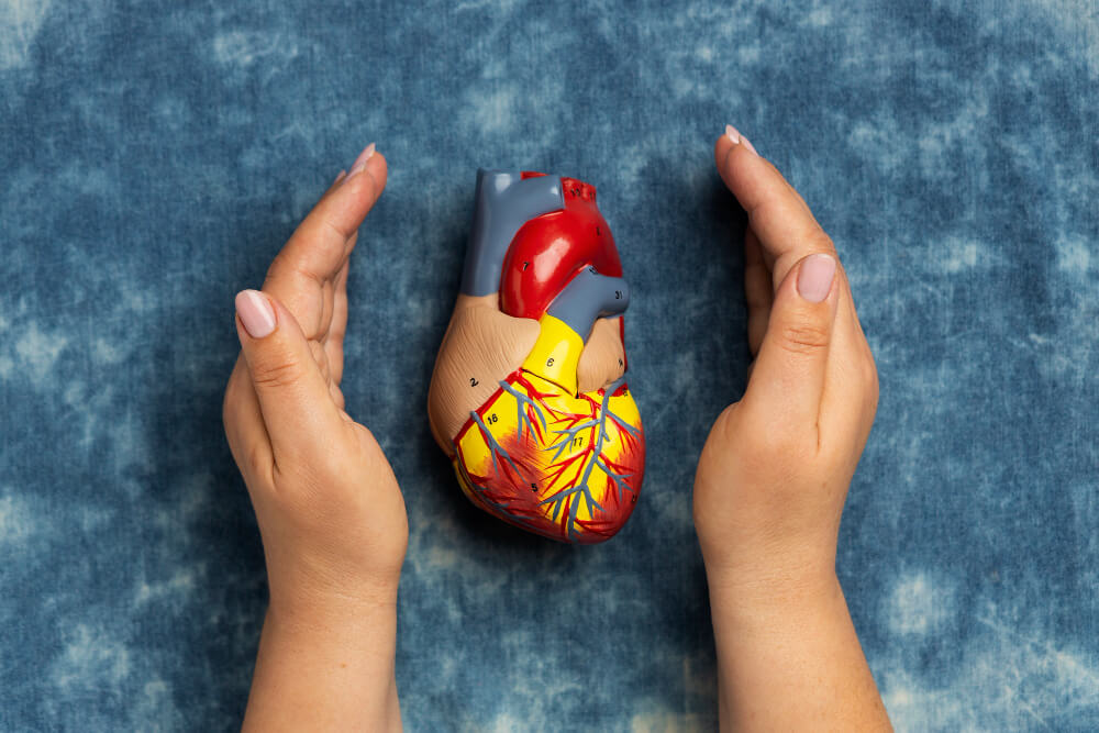 person-holding-anatomic-heart-model-educational-purpose-1.jpg