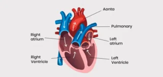 best cardiologist for heart failure